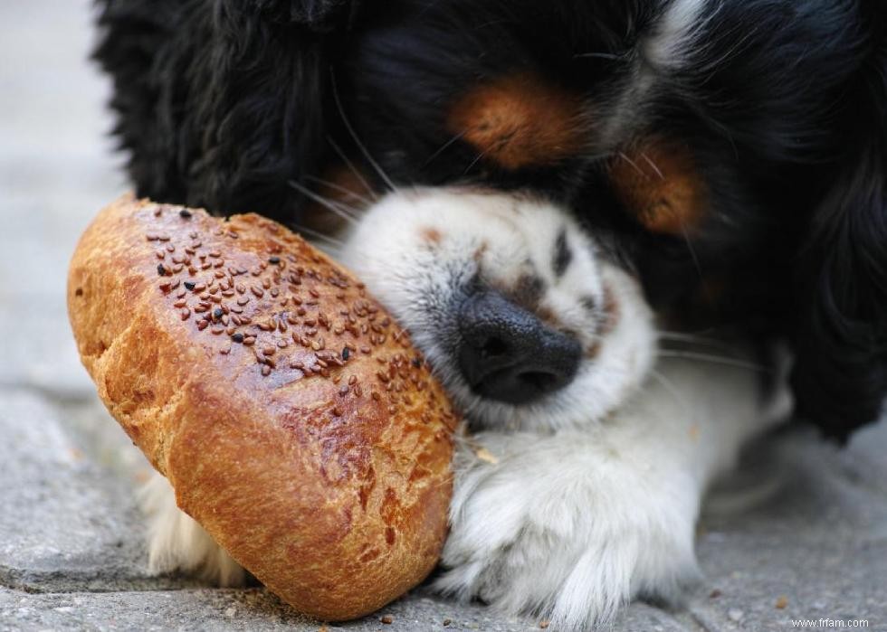 Mon chien peut-il manger ça ? 50 aliments humains que les chiens peuvent et ne peuvent pas manger 