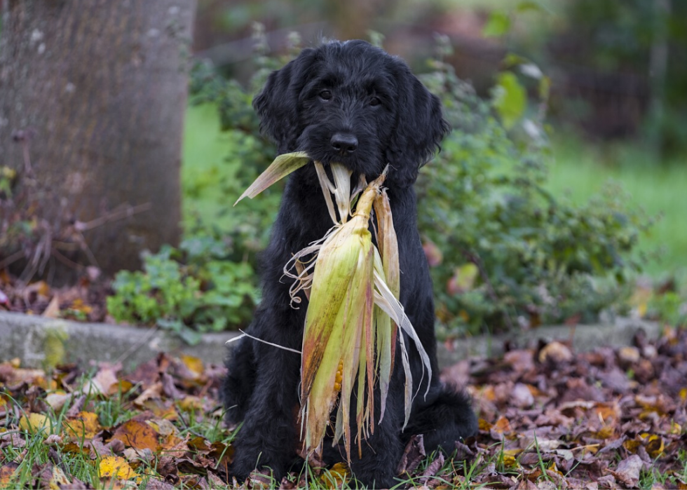 Mon chien peut-il manger ça ? 50 aliments humains que les chiens peuvent et ne peuvent pas manger 