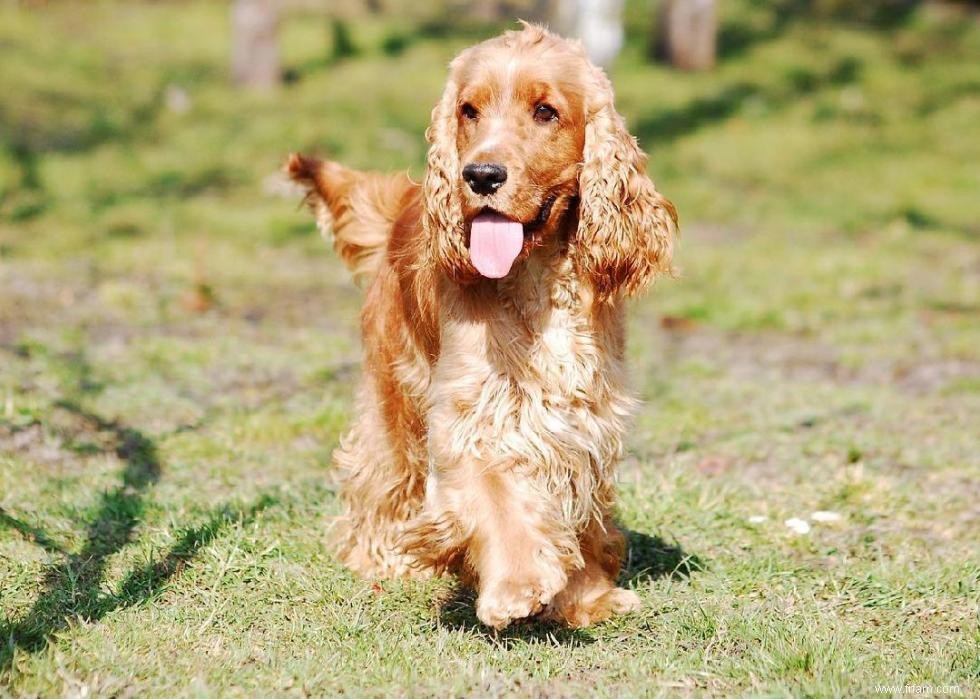 Races de chiens à vie la plus courte 