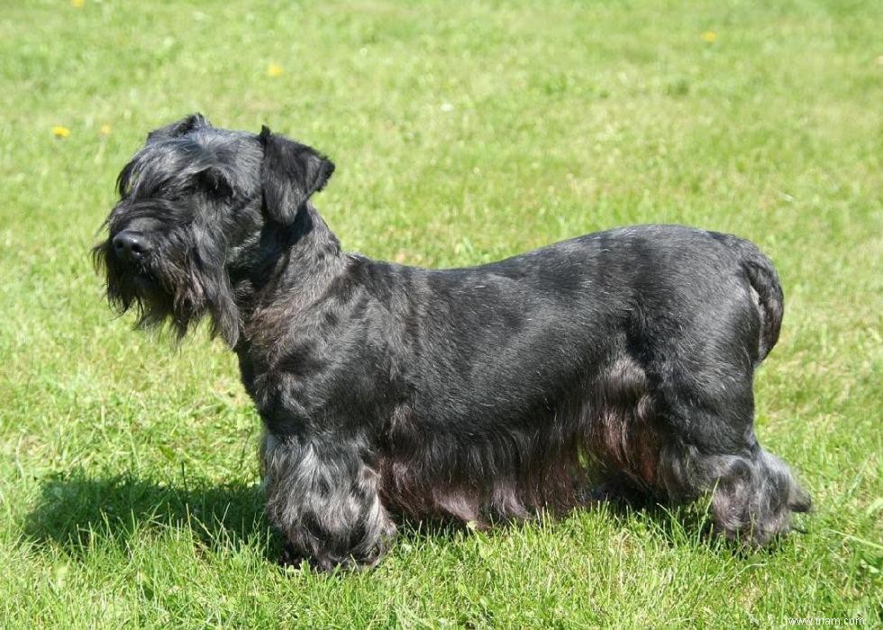 Races de chiens à vie la plus courte 