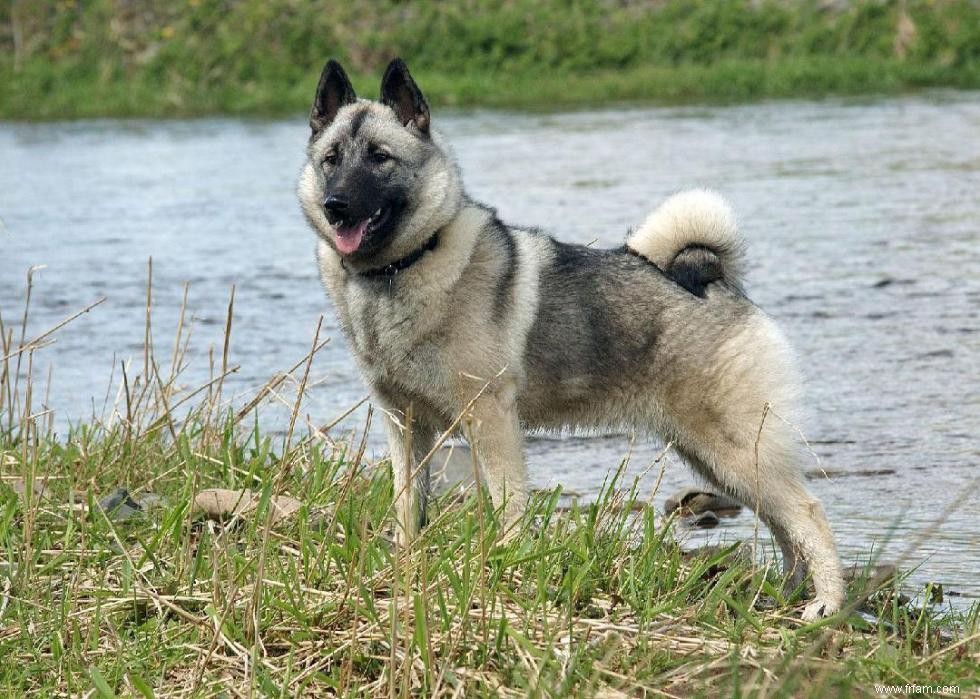 Races de chiens à vie la plus courte 