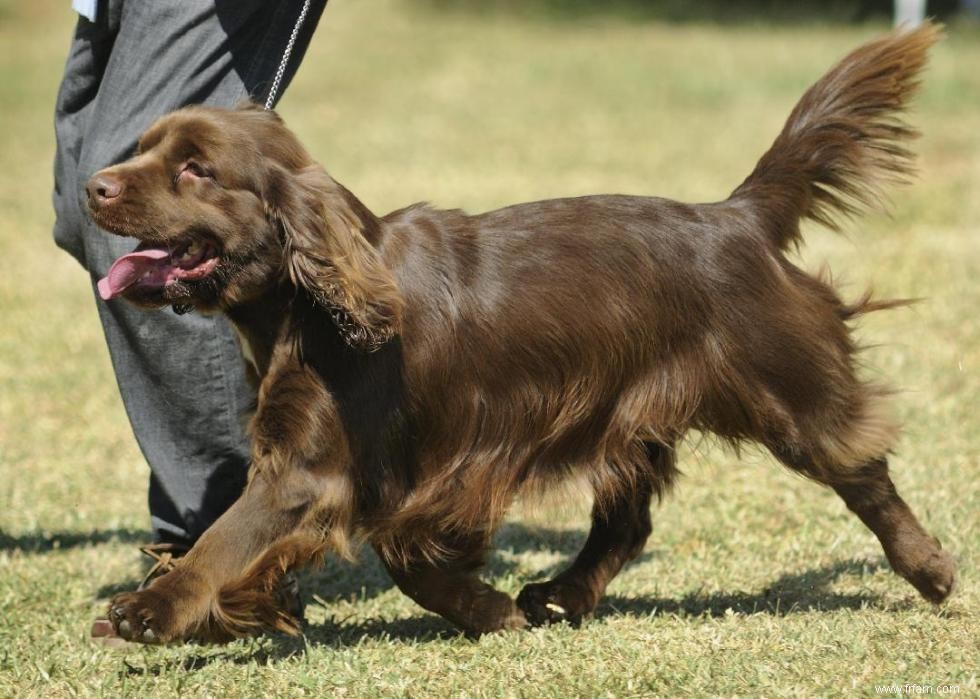 Races de chiens à vie la plus courte 