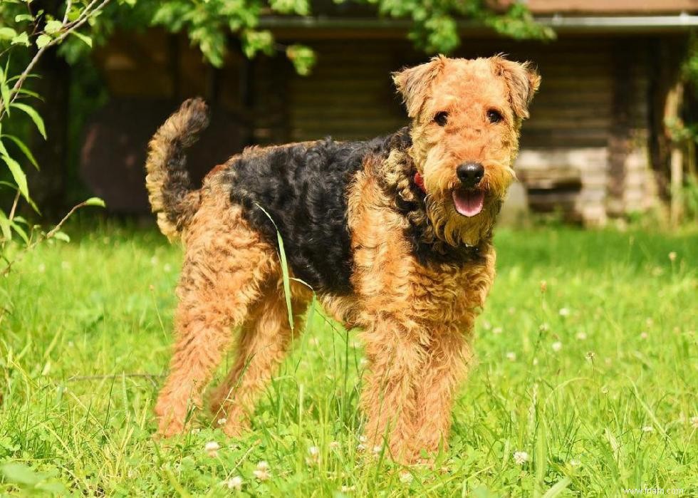 Races de chiens à vie la plus courte 