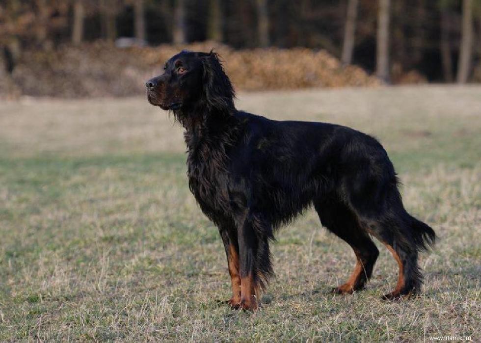 Races de chiens à vie la plus courte 