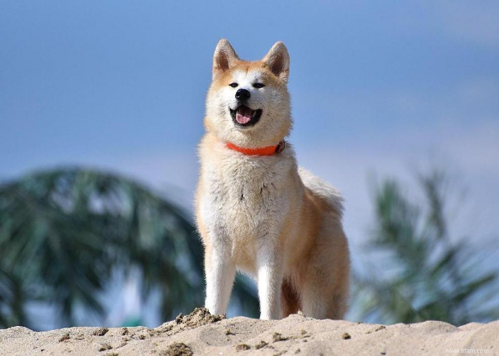 Races de chiens à vie la plus courte 