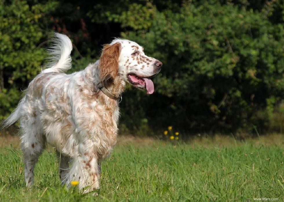 Races de chiens à vie la plus courte 