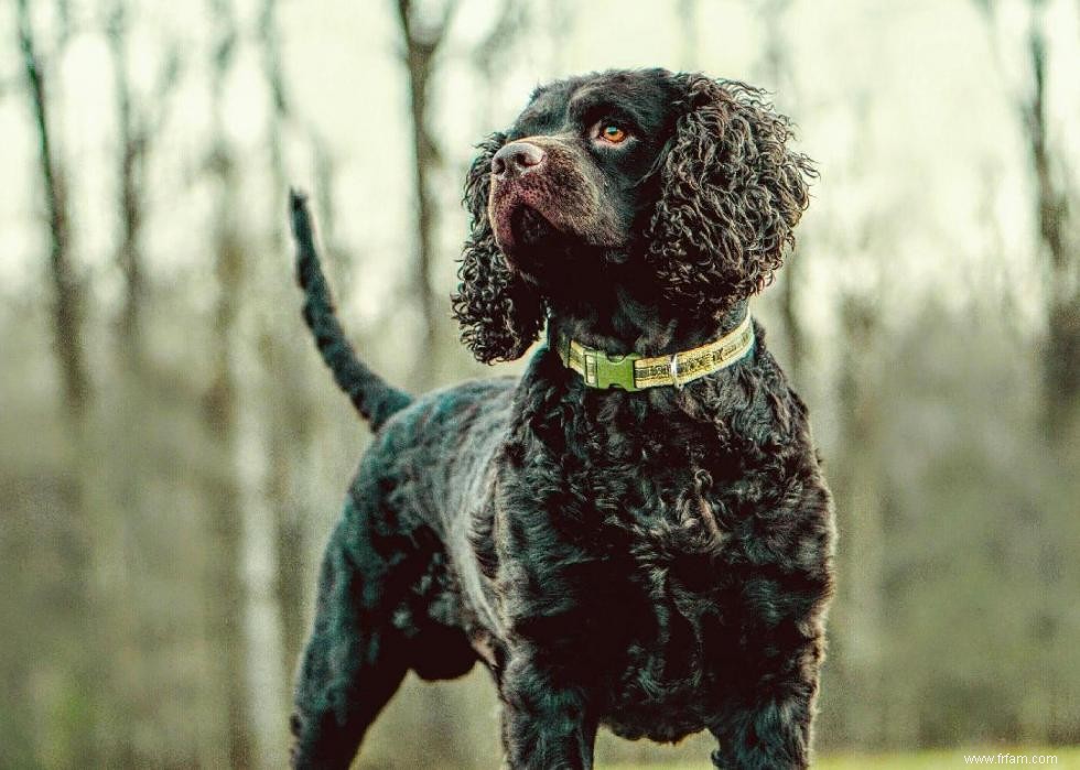 Races de chiens à vie la plus courte 