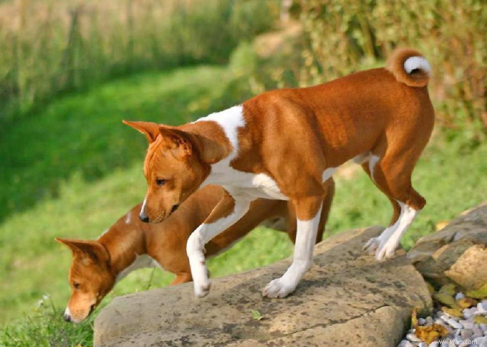 Races de chiens à vie la plus courte 