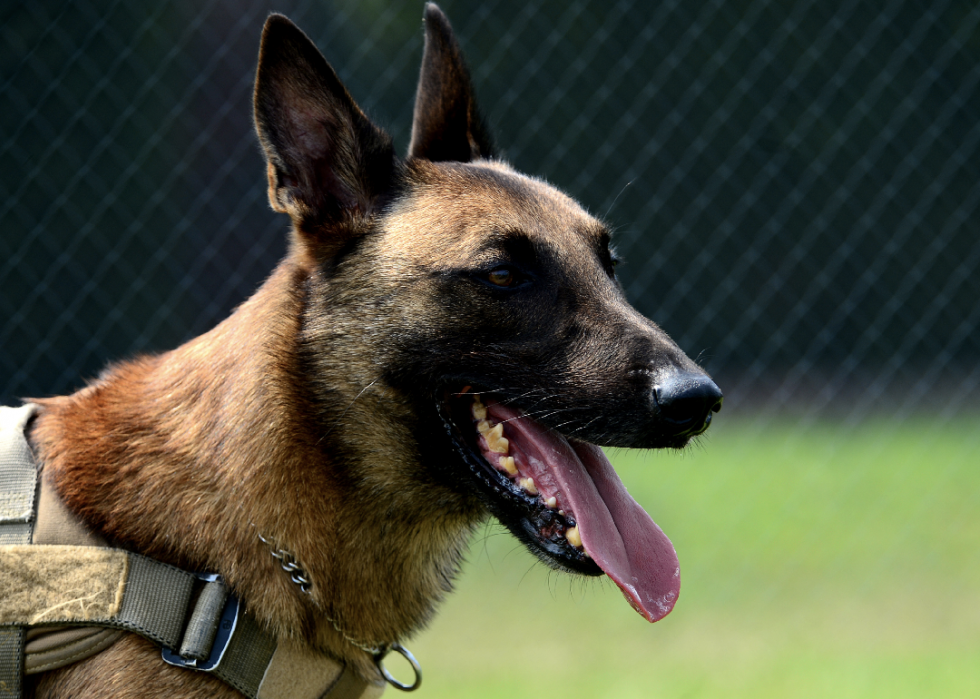 Races de chiens à vie la plus courte 