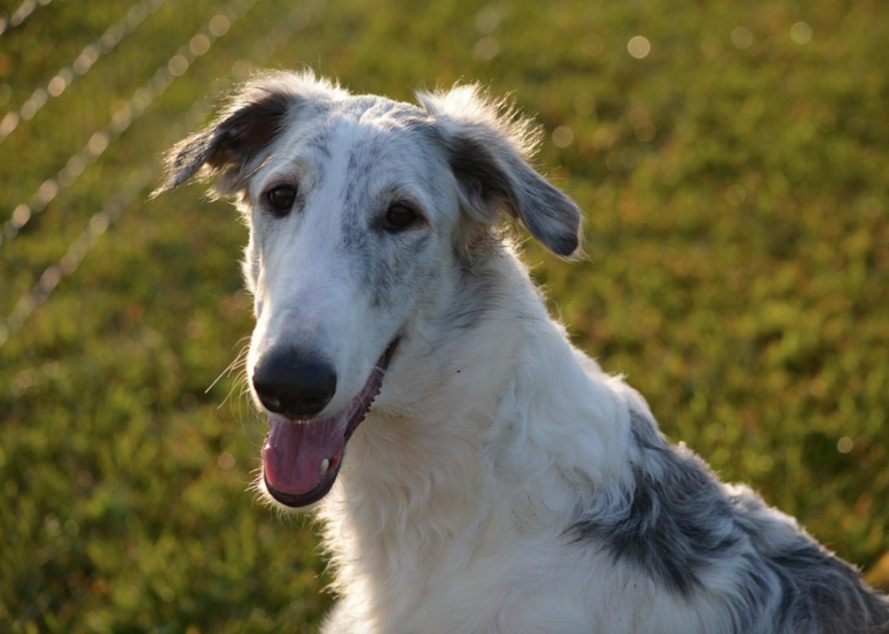 Races de chiens à vie la plus courte 