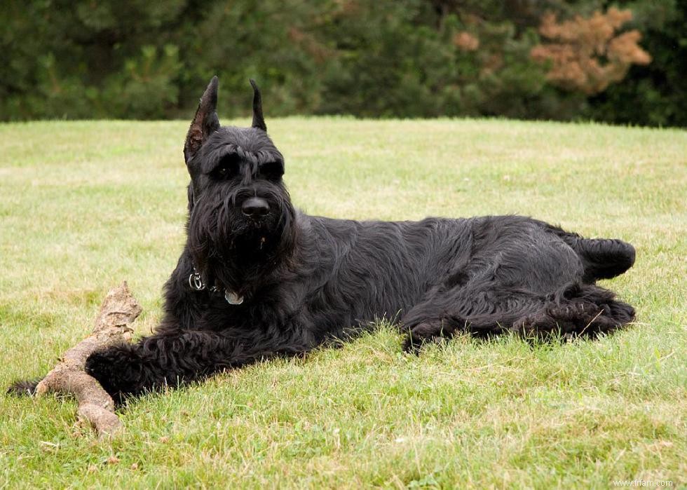 Races de chiens à vie la plus courte 