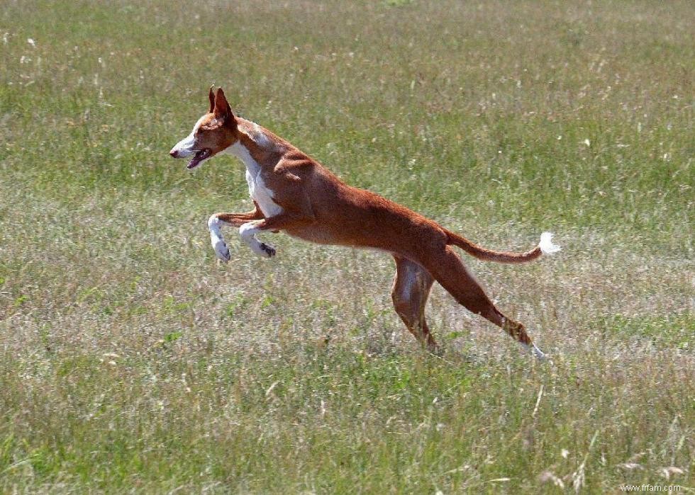 Races de chiens à vie la plus courte 