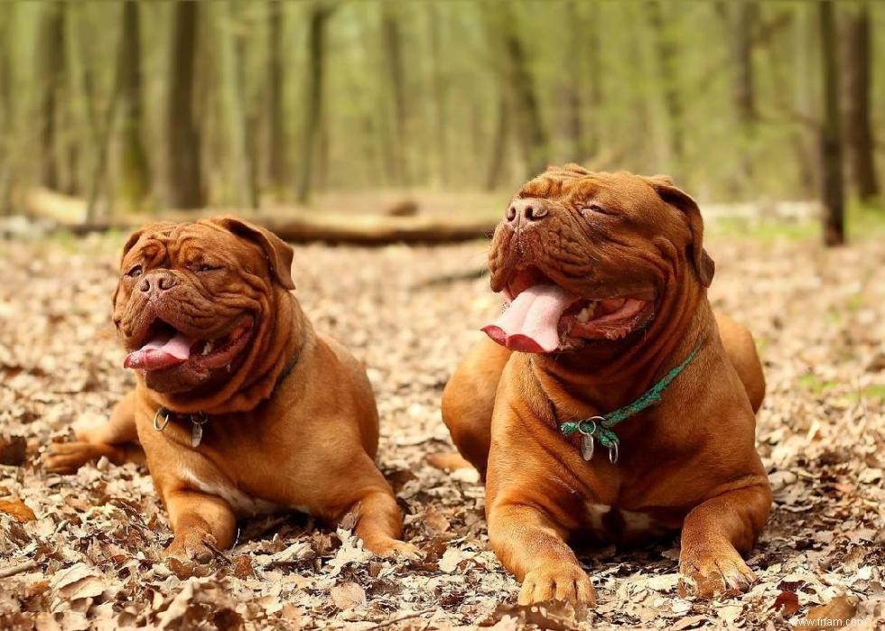 Races de chiens à vie la plus courte 