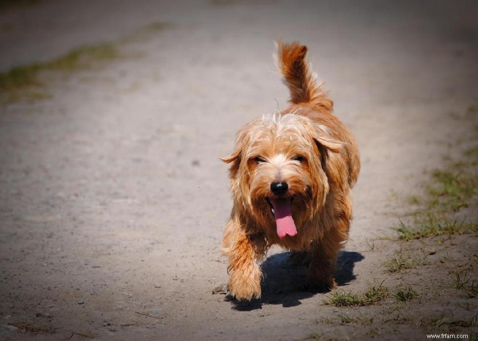 Races de chiens à vie la plus courte 