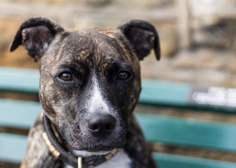 Races de chiens à vie la plus courte 