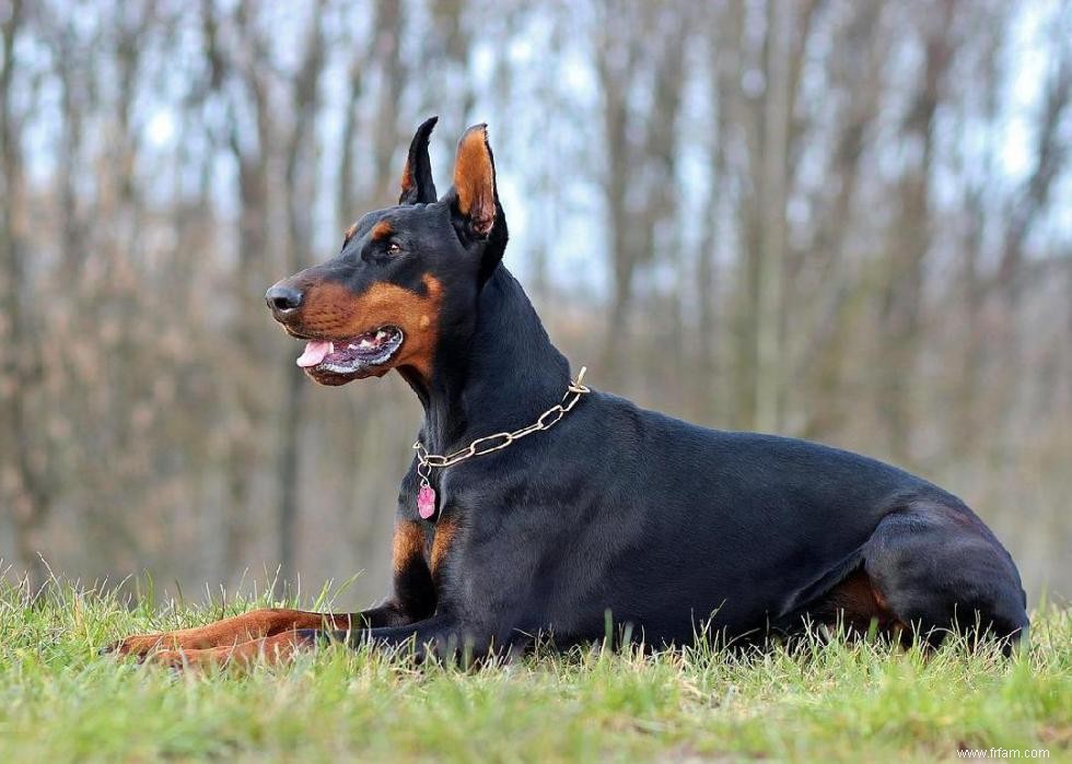 Races de chiens à vie la plus courte 