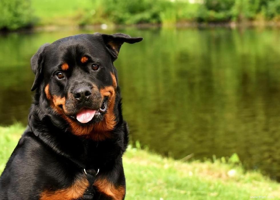 Races de chiens à vie la plus courte 