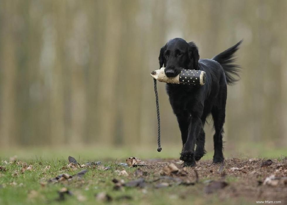 Races de chiens à vie la plus courte 