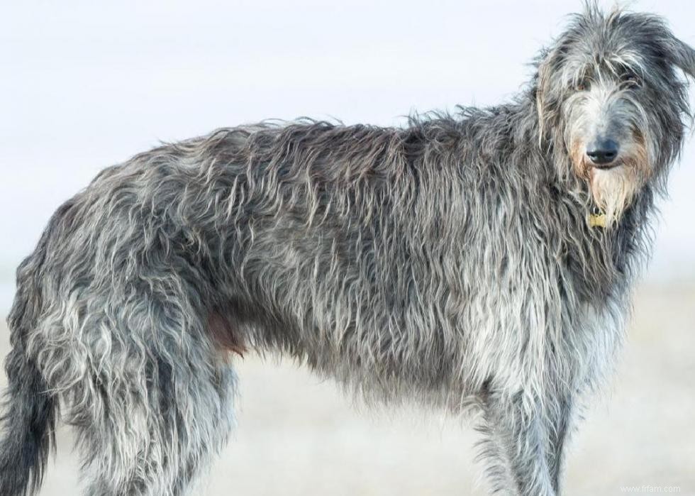 Races de chiens à vie la plus courte 