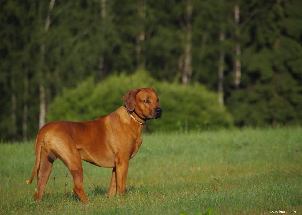 Races de chiens à vie la plus courte 