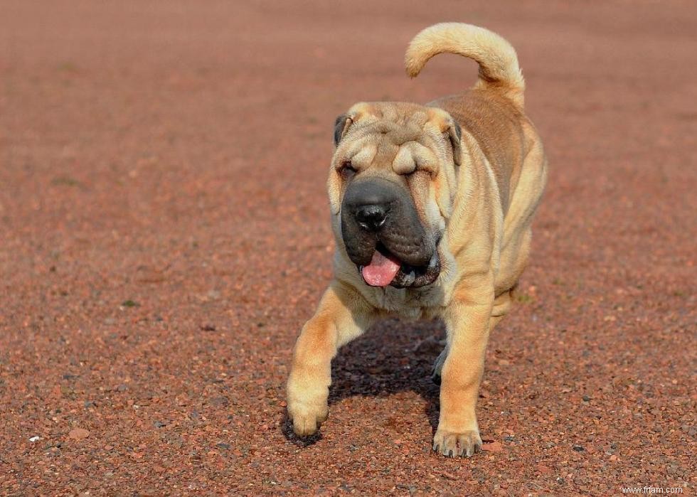 Races de chiens à vie la plus courte 