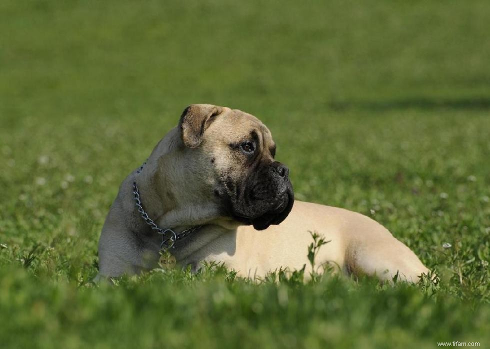 Races de chiens à vie la plus courte 