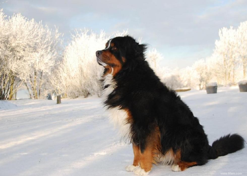 Races de chiens à vie la plus courte 