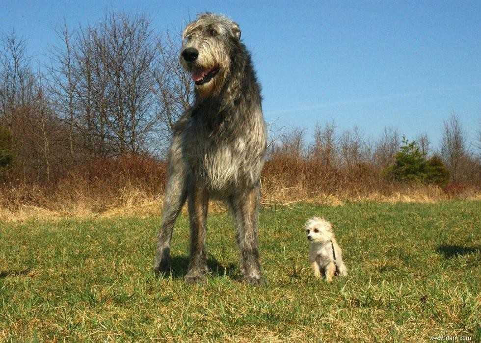 Races de chiens à vie la plus courte 