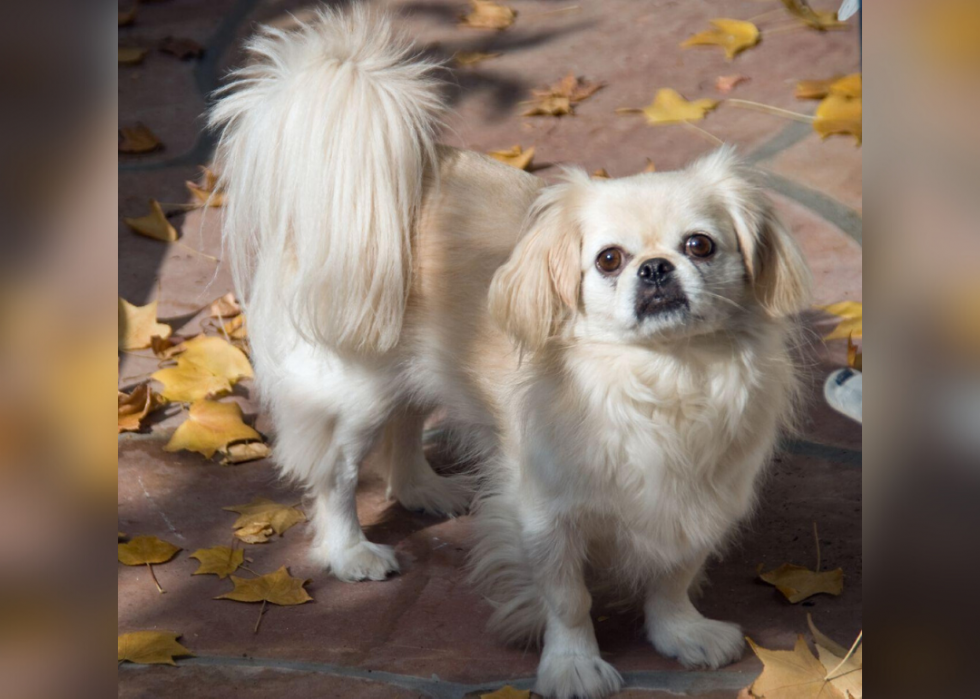 Pourquoi 25 chiens ont été élevés 