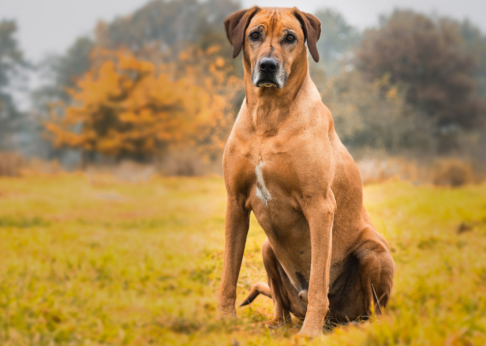 Pourquoi 25 chiens ont été élevés 