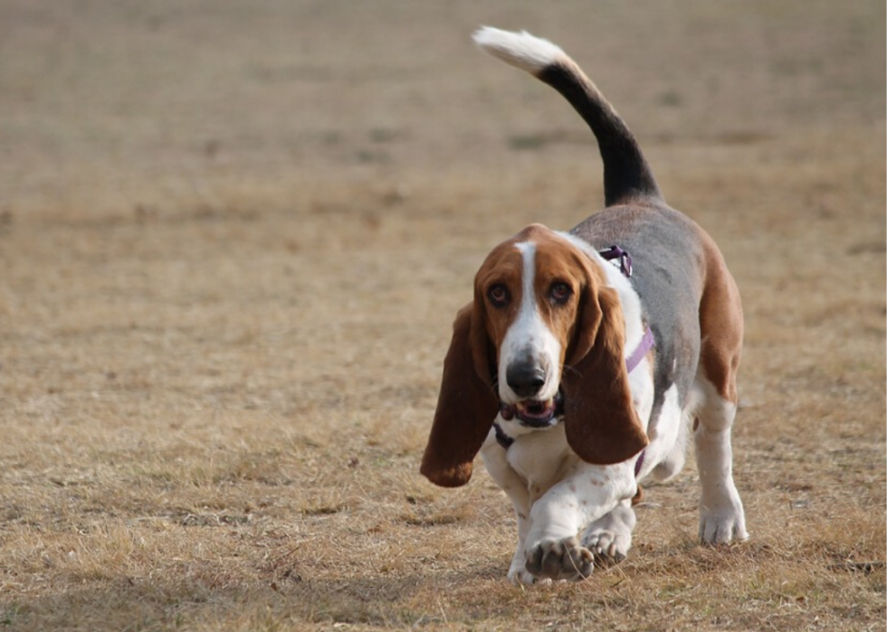 Pourquoi 25 chiens ont été élevés 