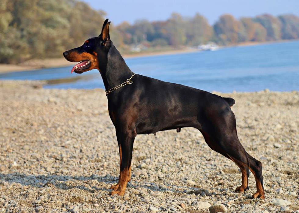 Pourquoi 25 chiens ont été élevés 