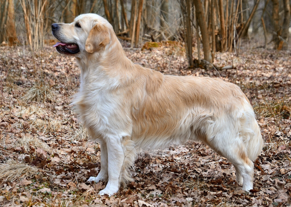 Pourquoi 25 chiens ont été élevés 