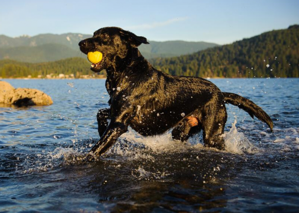 Pourquoi 25 chiens ont été élevés 