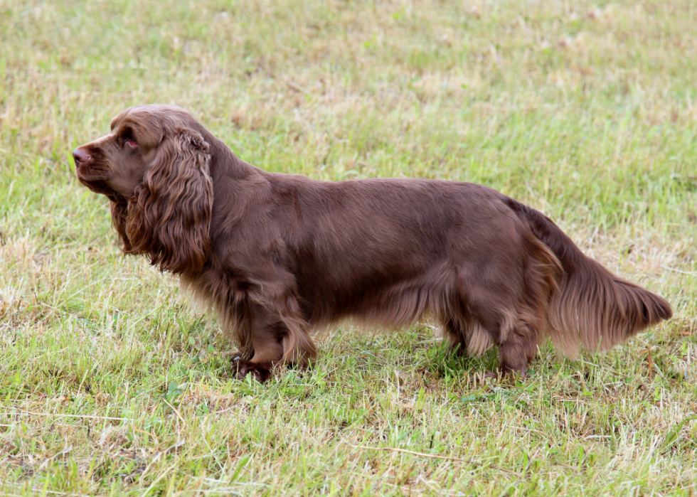 Meilleures races de chiens pour la chasse 