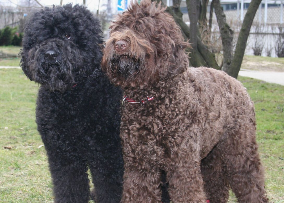 Meilleures races de chiens pour la chasse 