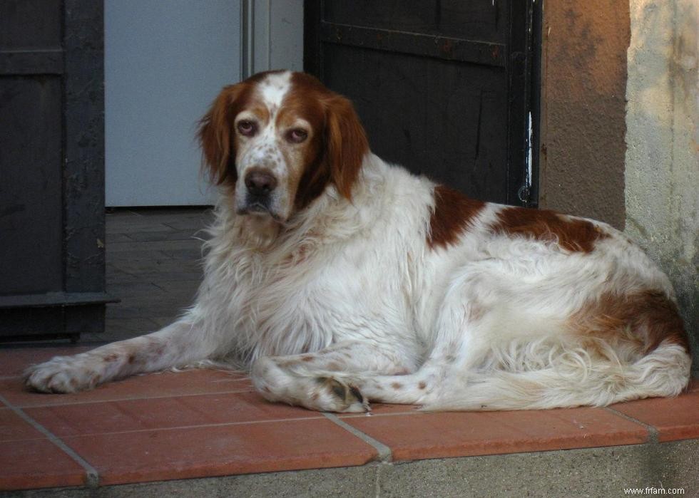 Meilleures races de chiens pour la chasse 