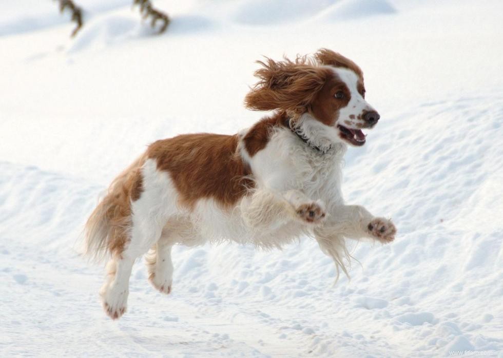 Meilleures races de chiens pour la chasse 