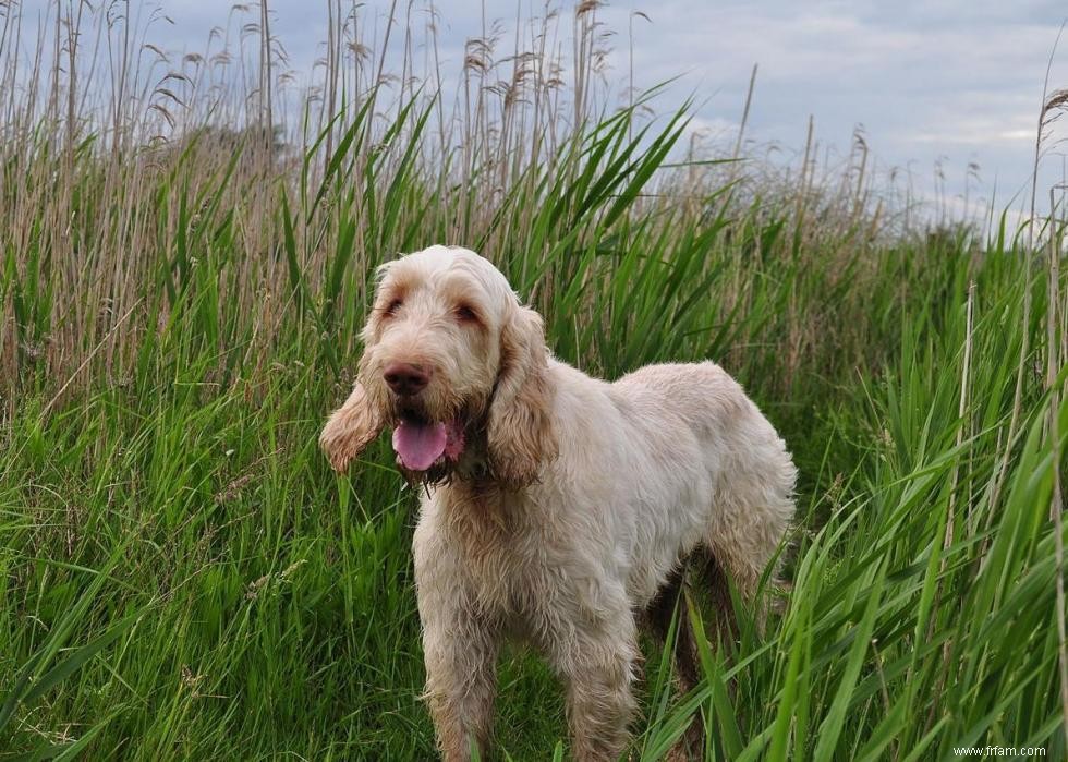 Meilleures races de chiens pour la chasse 