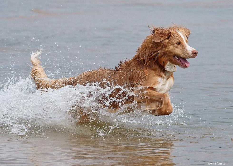 Meilleures races de chiens pour la chasse 