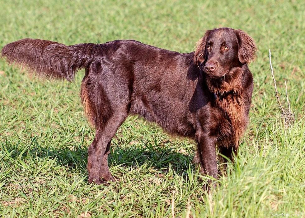 Meilleures races de chiens pour la chasse 