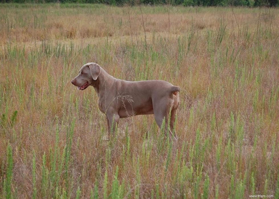 Meilleures races de chiens pour la chasse 