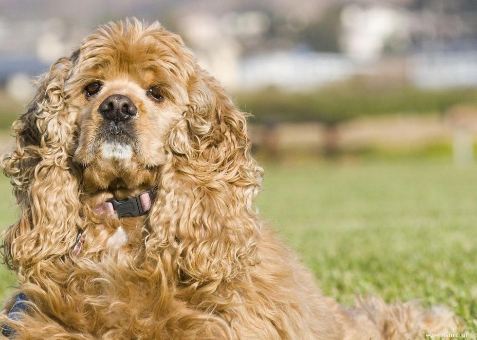 Meilleures races de chiens pour la chasse 