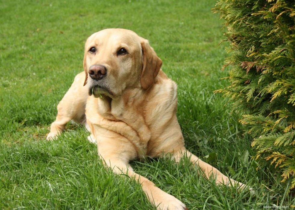 Meilleures races de chiens pour la chasse 