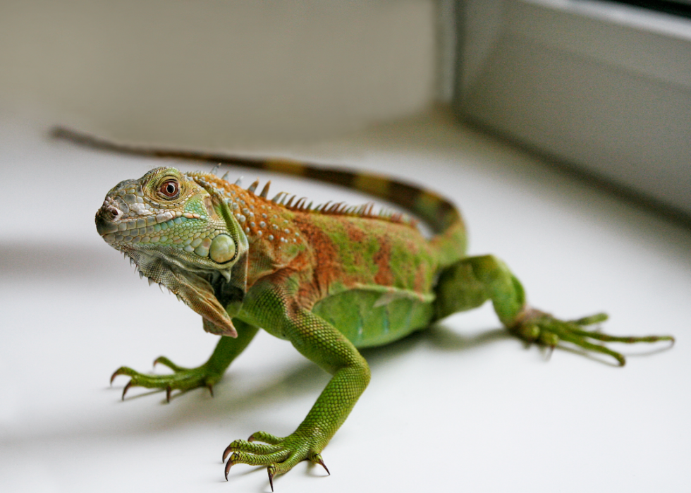 Animaux domestiques communs qui vivent le plus longtemps 