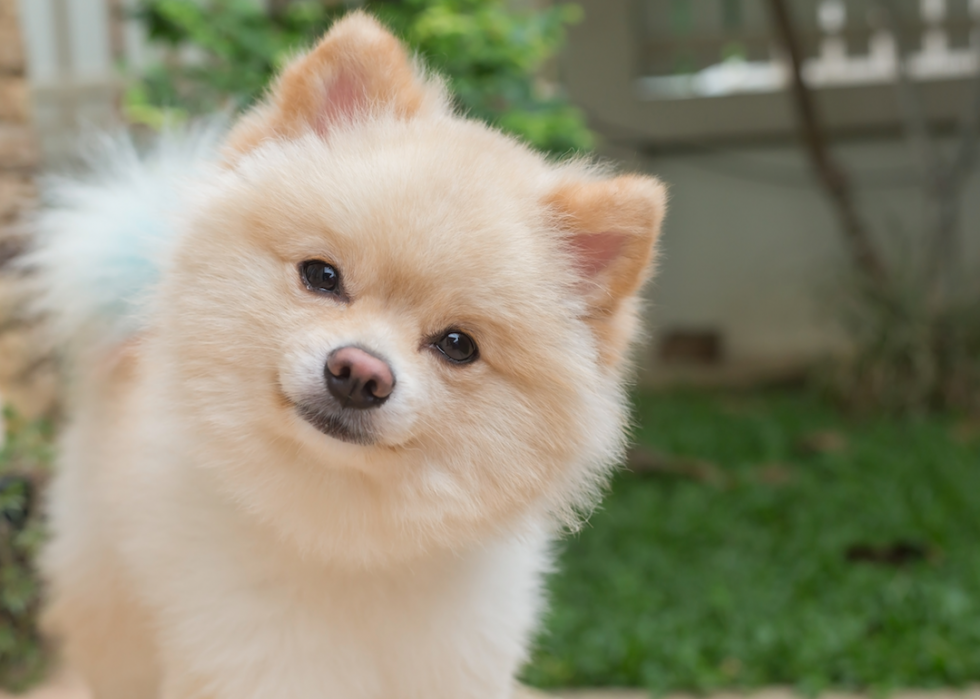 Animaux domestiques communs qui vivent le plus longtemps 