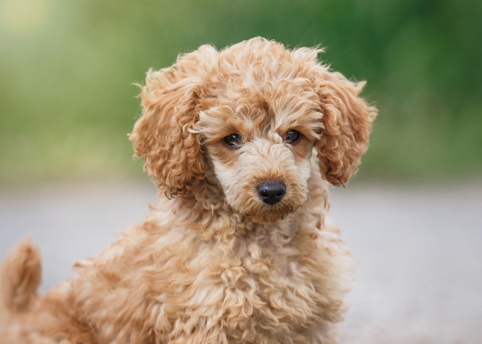 Animaux domestiques communs qui vivent le plus longtemps 