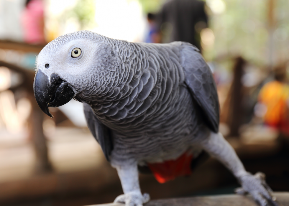 Animaux domestiques communs qui vivent le plus longtemps 