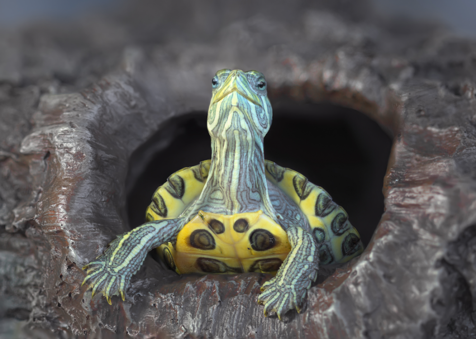 Animaux domestiques communs qui vivent le plus longtemps 