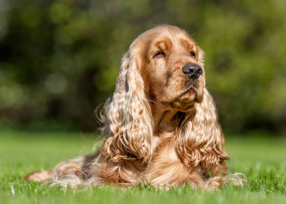 Origines des 50 races de chiens les plus populaires 